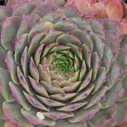 Sempervivum - Dachwurz - Hauswurz